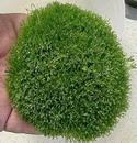 Riccia Fluitans